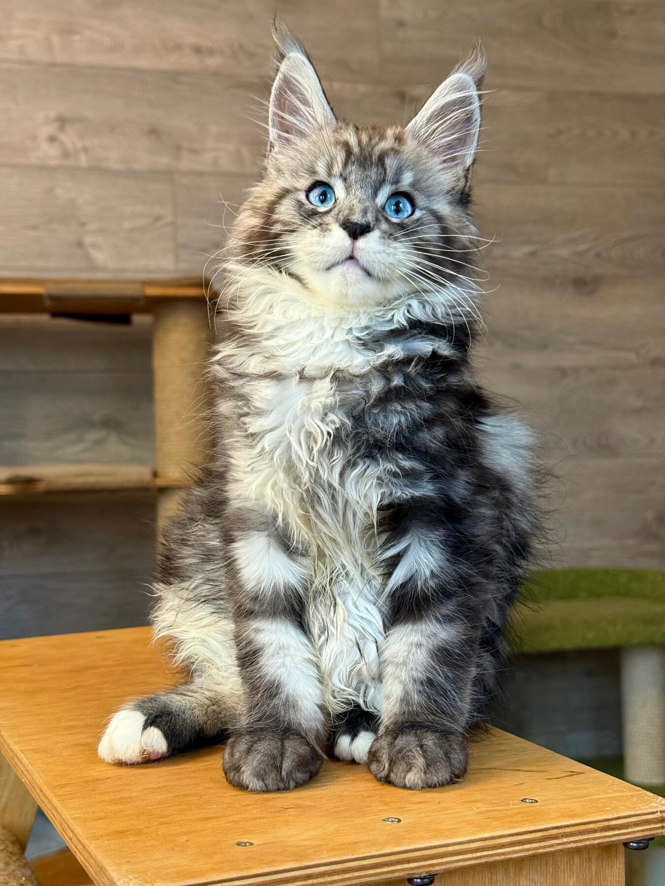 Diamond - male - Image 5