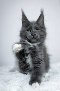 Maine Coon Kittens Scotland