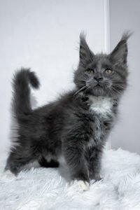 Maine Coon Kittens Scotland