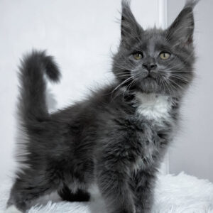Maine Coon Kittens Scotland