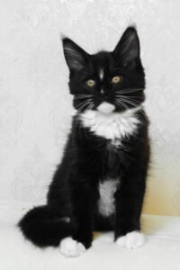 Maine Coon kittens for sale Manchester