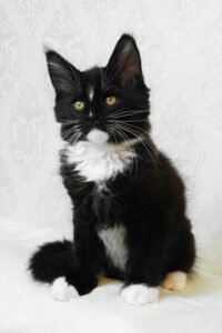 Maine Coon kittens for sale Manchester