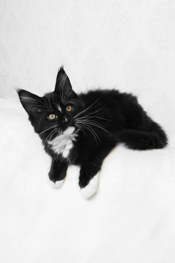 Maine Coon kittens for sale Manchester