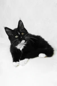 Maine Coon kittens for sale Manchester