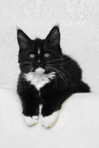 Maine Coon kittens for sale Manchester