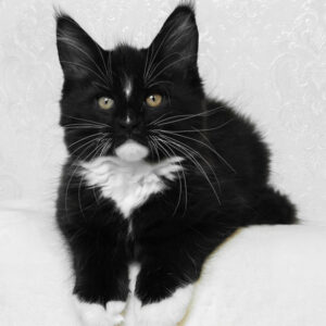 Maine Coon kittens for sale Manchester