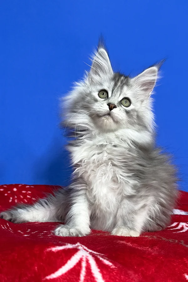Maine Coon kittens for sale in Ireland