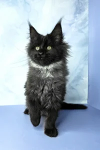 Maine Coon kittens for sale near me