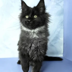 Maine Coon kittens for sale near me