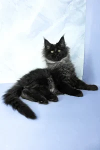 Maine Coon kittens for sale near me