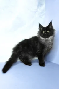 Maine Coon kittens for sale near me