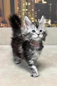 Maine Coon kittens for sale Manchester