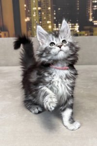 Maine Coon kittens for sale Manchester