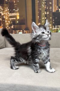 Maine Coon kittens for sale Manchester