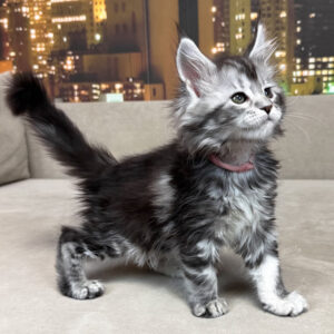 Maine Coon kittens for sale Manchester