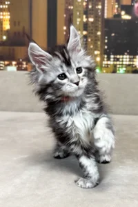Maine Coon kittens for sale Manchester