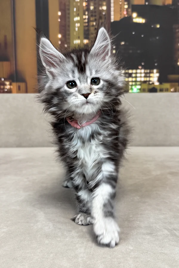 Maine Coon kittens for sale Manchester