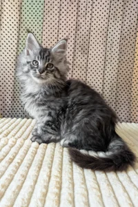 Maine Coon kittens for sale in Ireland