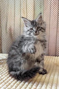 Maine Coon kittens for sale in Ireland