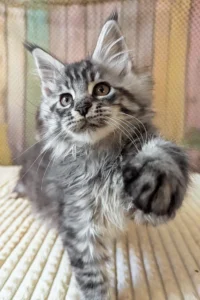 Maine Coon kittens for sale in Ireland