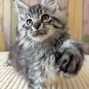 Maine Coon kittens for sale in Ireland