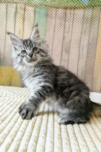 Maine Coon kittens for sale in Ireland
