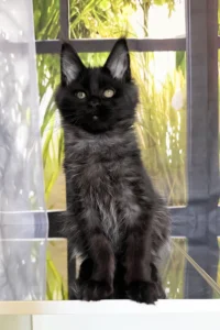 Maine Coon Kittens Scotland