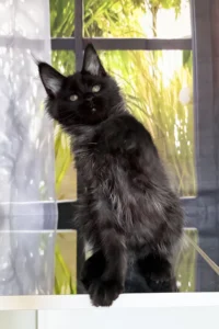 Maine Coon Kittens Scotland