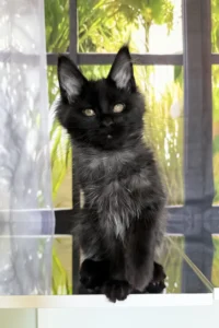 Maine Coon Kittens Scotland