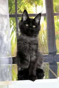 Maine Coon Kittens Scotland