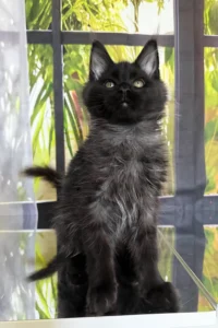 Maine Coon Kittens Scotland