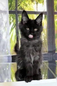 Maine Coon Kittens Scotland
