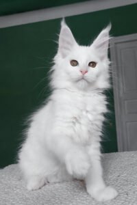 Maine Coon for sale