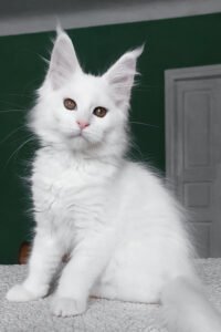 Maine Coon for sale