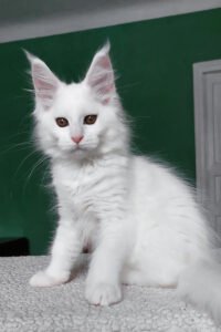 Maine Coon for sale