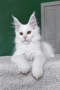 Maine Coon for sale