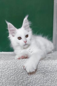 Maine Coon for sale