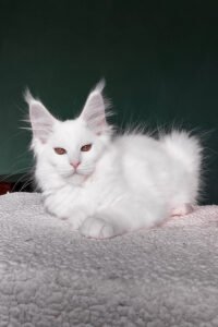 Maine Coon for sale