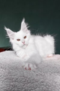 Maine Coon for sale