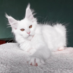 Maine Coon for sale