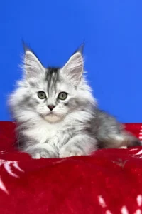 Maine Coon kittens for sale in Ireland