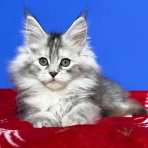 Maine Coon kittens for sale in Ireland