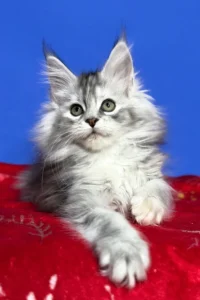 Maine Coon kittens for sale in Ireland