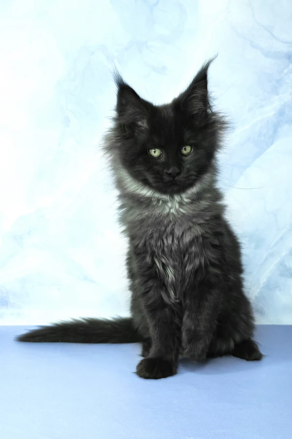 Maine Coon kittens for sale near me