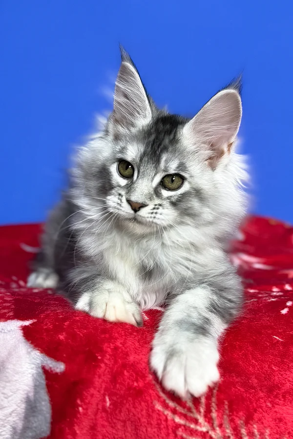 Maine Coon kittens for sale Glasgow