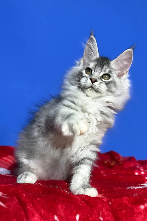 Maine Coon kittens for sale Glasgow