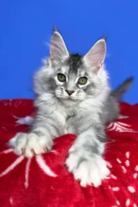 Maine Coon kittens for sale Glasgow