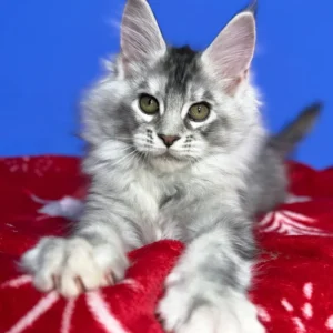 Maine Coon kittens for sale Glasgow