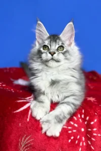 Maine Coon kittens for sale Glasgow