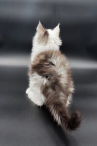 Maine Coon kittens for sale Glasgow